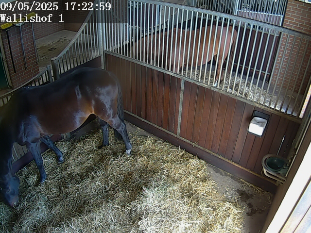 Live Bild